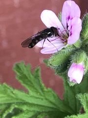 Platycheirus trichopus