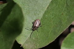 Disonycha bicarinata