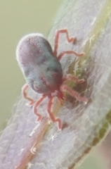 Allothrombium fuliginosum