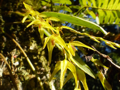 Stelis regalis