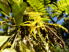 Stelis regalis