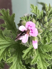 Platycheirus trichopus