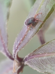 Allothrombium fuliginosum