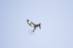 Ceryle rudis leucomelanurus