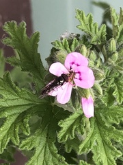 Platycheirus trichopus