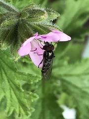 Platycheirus trichopus