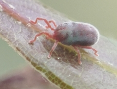 Allothrombium fuliginosum