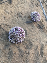 Pholisma arenarium