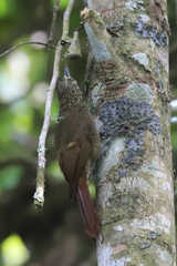 Xiphorhynchus triangularis