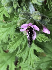 Platycheirus trichopus