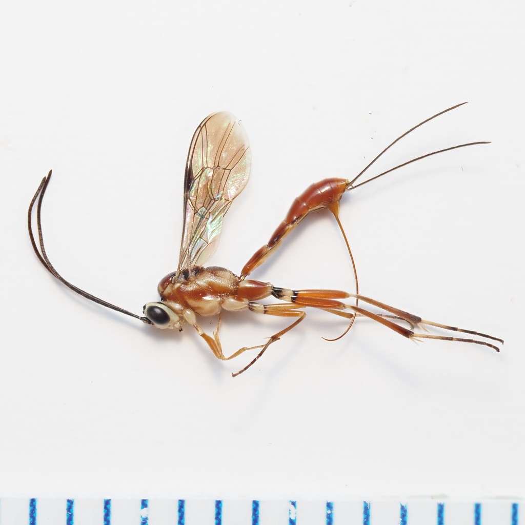 Meniscomorpha