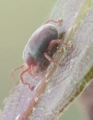Allothrombium fuliginosum