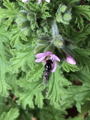 Platycheirus trichopus