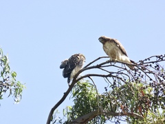 Buteo jamaicensis