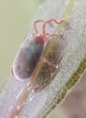 Allothrombium fuliginosum