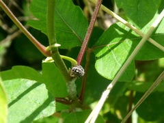 Phidippus carolinensis