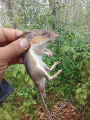 Heteromys gaumeri