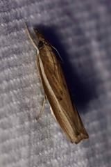 Fissicrambus haytiellus