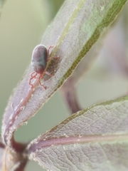 Allothrombium fuliginosum