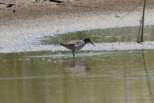 Archibebe común (Tringa totanus)