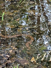 Nerodia fasciata