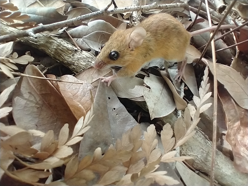 Fulvous Colilargo