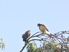 Buteo jamaicensis