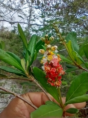 Byrsonima bucidaefolia