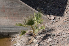 Washingtonia × filibusta