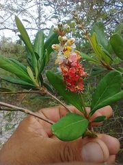 Byrsonima bucidaefolia