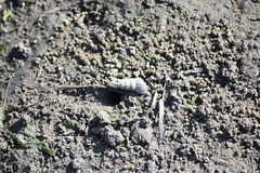 Cerithideopsis californica