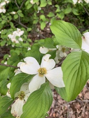 Cornus florida