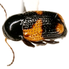 Cryptocephalus binominis