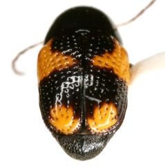 Cryptocephalus binominis