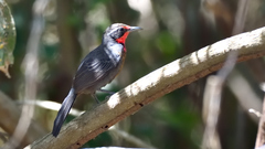 Rhodinocichla rosea