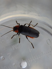 Cantharis reichei
