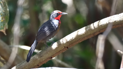 Rhodinocichla rosea
