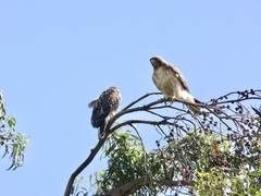 Buteo jamaicensis