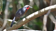 Rhodinocichla rosea