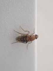 Metopininae