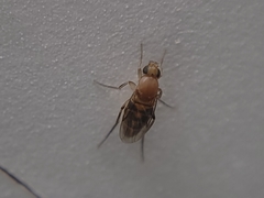 Metopininae