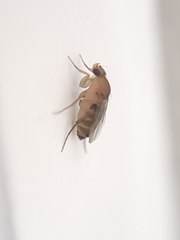 Metopininae