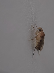 Metopininae