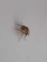 Metopininae