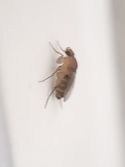Metopininae