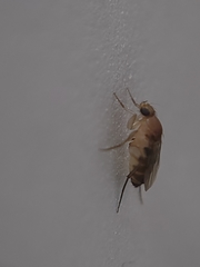 Metopininae