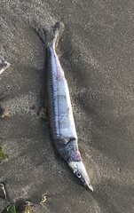 Hyporhamphus