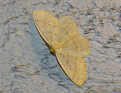 Lambdina pellucidaria