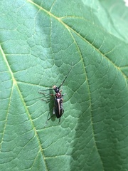 Strangalepta abbreviata