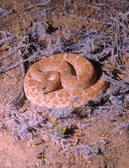 Crotalus ruber